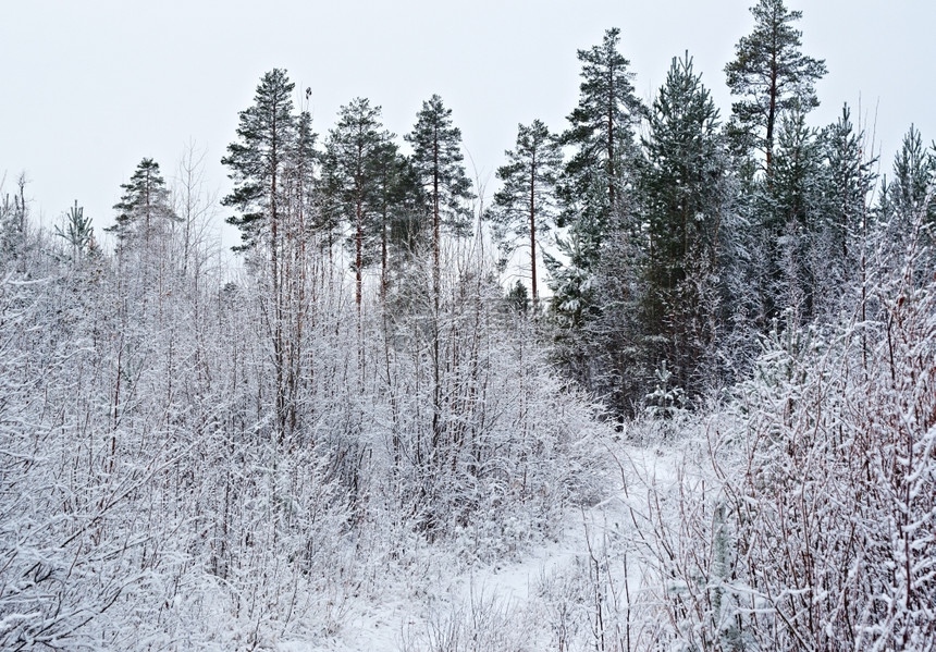 旅行树木美丽寒冬现场冻的花林松树图片