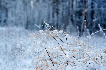 寒冷的雪冬现场冻的花林松树木头背景图片