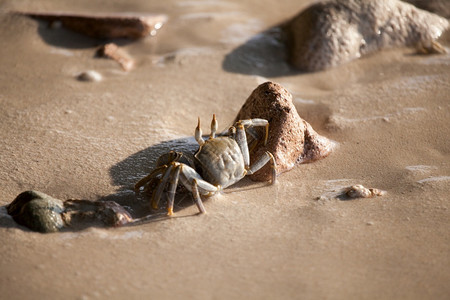 ps素材鬼步螃蟹在沙滩上奔跑湿旅行步水背景
