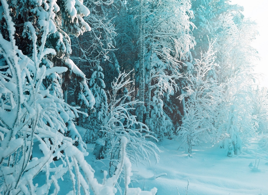 树冻结的冬季现场霜覆盖图片
