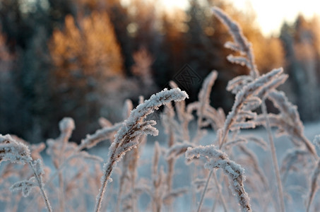 寒冷的冬现场冻花朵美丽深的图片