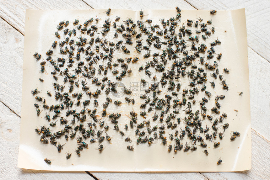许多苍蝇被困在贴白木地板上的粘合纸满飞胶带图片