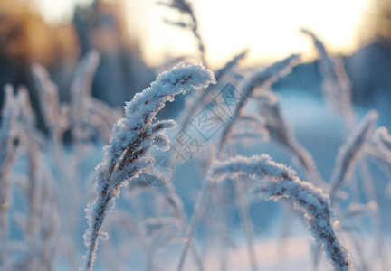 寒冷的冬现场冻花朵白色的户外背景图片