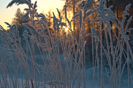 寒冬现场冻花朵雪堆场景图片