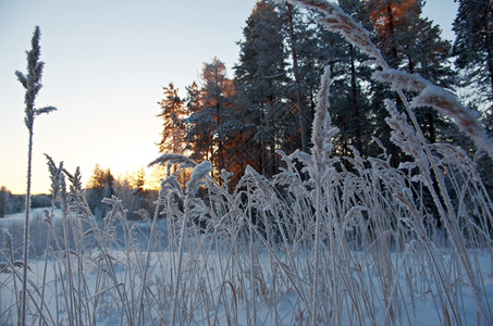 寒冬现场冻花朵雪堆俄罗斯松树图片