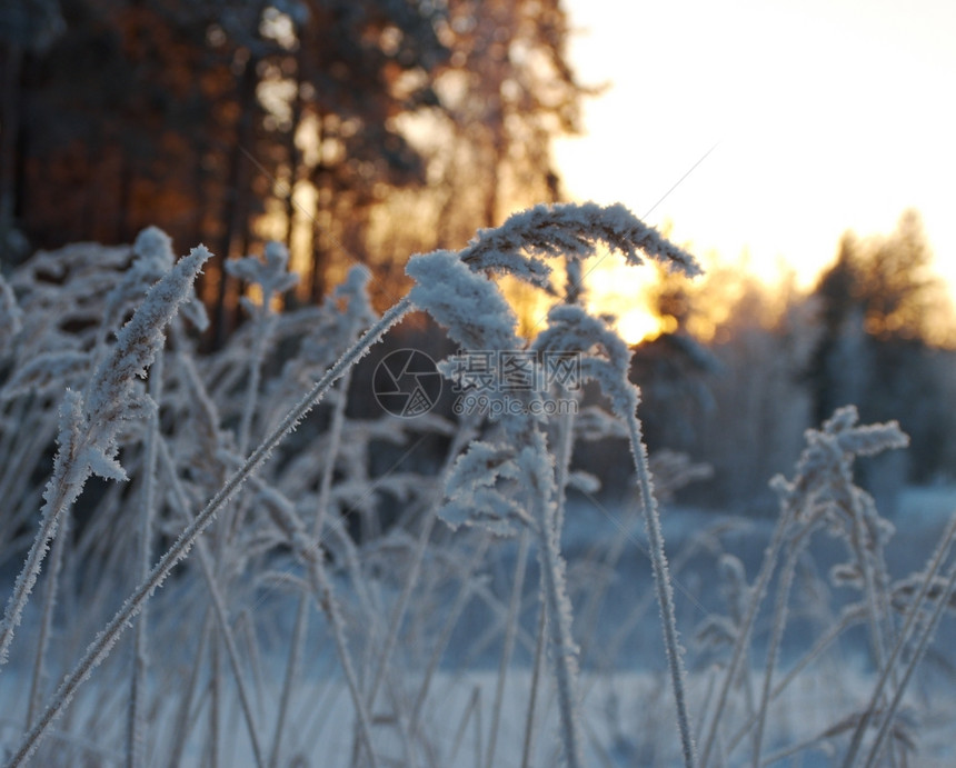 寒冬现场冻花朵景观蓝色的雪花图片