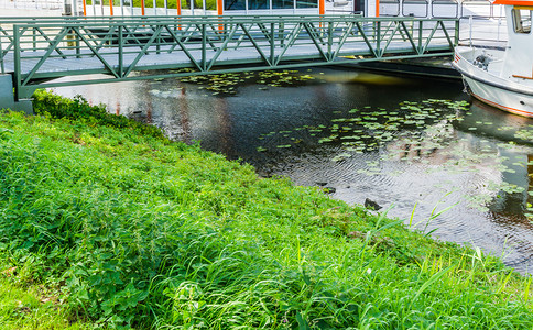 水金属草河流池塘中的铁桥图片