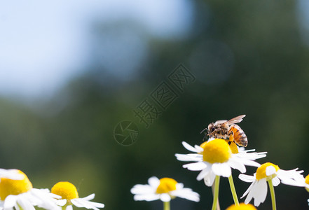 蜜糖自然美丽蜂收集卡莫米亚花粉和蜜蜂图片