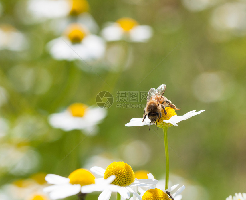 荒野蜂蜜收集卡莫米亚花粉和蜜蜂药物植图片