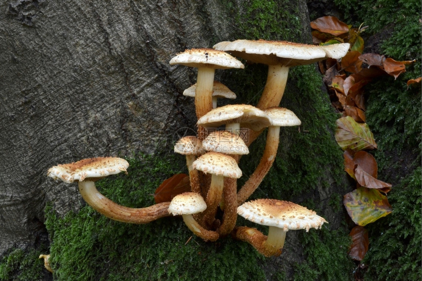 野外树根边的蘑菇图片