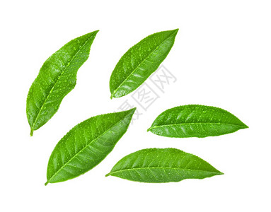 新鲜喝热带绿茶叶白底水滴的绿茶叶图片