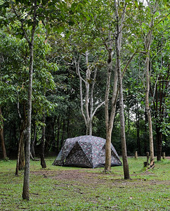 营地热带雨林的露营草夏天高清图片