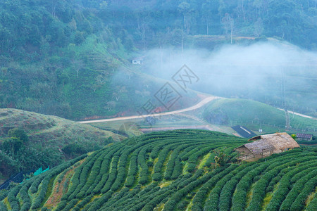 有机的山来自泰国北部茶园然景观图6爬坡道高清图片