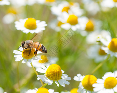 药用蜂蜜在卡莫米花上开健康图片