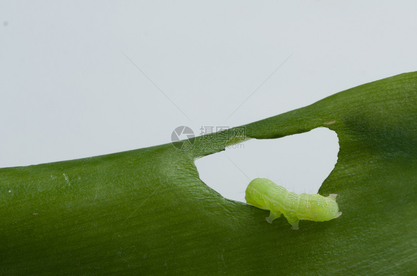 绿叶上的毛虫叶上的毛虫腿昆荒野图片