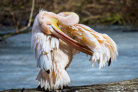 野生动物翅膀大白鹈鹕Pelecanusonocrotalus鸟类学图片