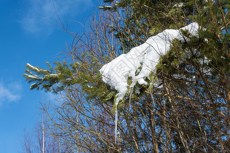 下雪的在阳光明媚寒冬日一片绿松树枝满是雪和冰俄罗斯冷杉图片