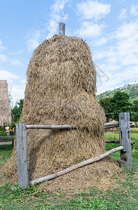 靠近泰国农村庄的金稻草堆Goldy稻草堆植物金的夏天图片
