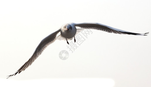 鸟类滑翔宠物白底飞行海鸥孤立于白底图片