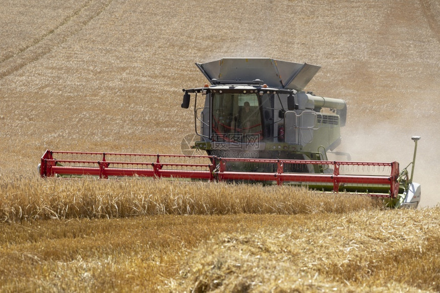 收割时间在英格兰北约克郡农村砍伐小麦作物机器乡村的切割图片