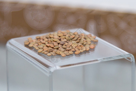 豆类粮食一组透明底座上的生棕豆一组透明底座上的生棕豆自然图片