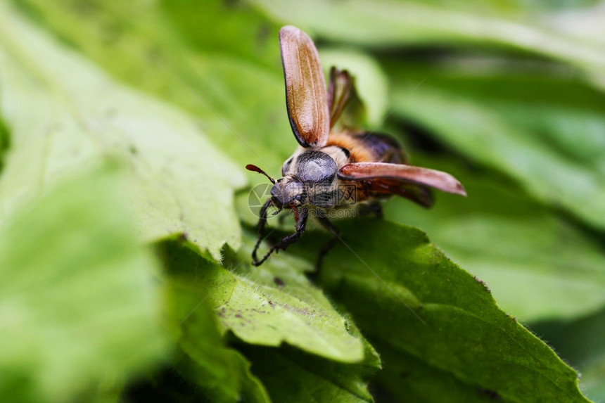 甲虫可以张开翅膀从绿叶上飞走A或甲虫可以伸展翅膀从绿叶上脱落航班公鸡世界图片
