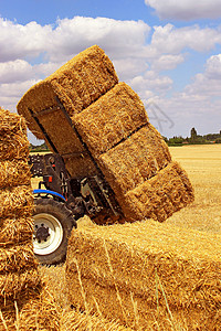 粮食在小麦田里堆卡车上的许多干草堆农业丛图片