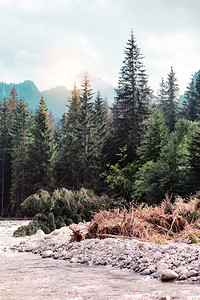 塔特拉山区松树和峰的自然景象及山岳地貌图案Tatra山风景岩石河图片