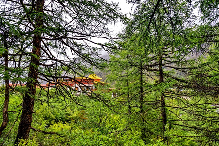 预订多雾路段四川道承县Yading自然保护区旅游图片