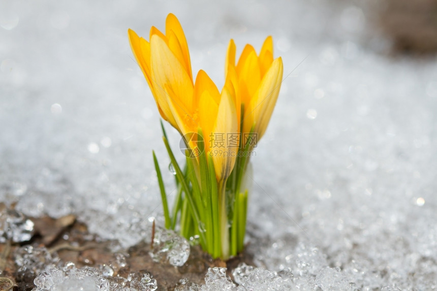 颜色草地冬天雪上的黄色番红花图片