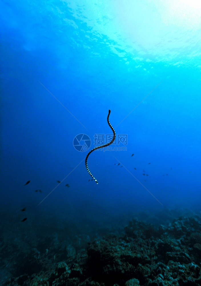 海报风景蓝色洋中的条纹蛇爬虫图片
