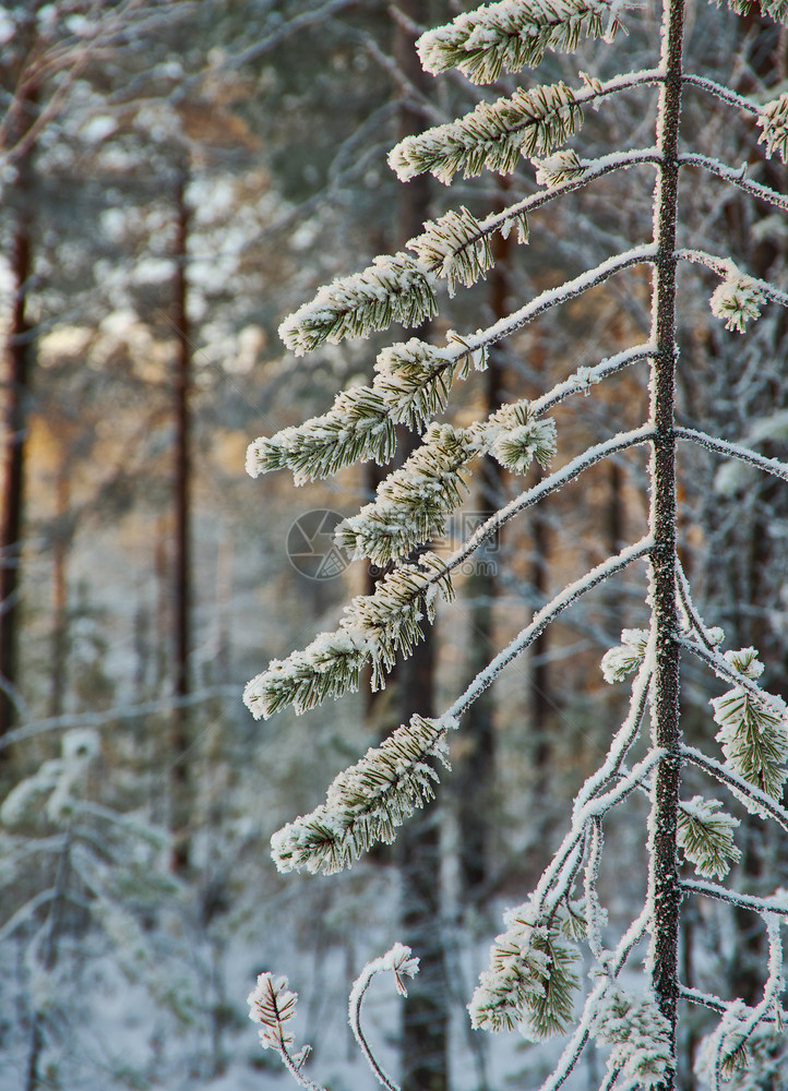 覆盖冷冻冬季风景与松林和日落浅地深处美丽图片