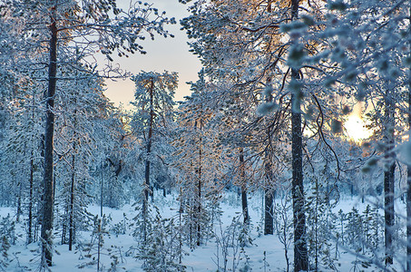蓝色的景深树冬季风与松林和日落浅地深处图片