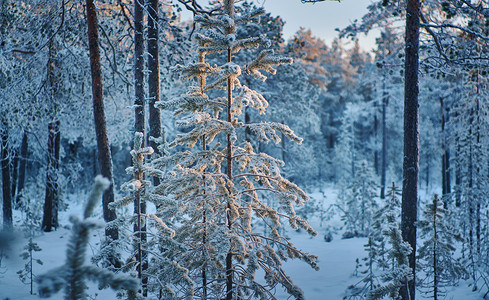 冬季风景与松林和日落浅地深处树景观季节背景图片