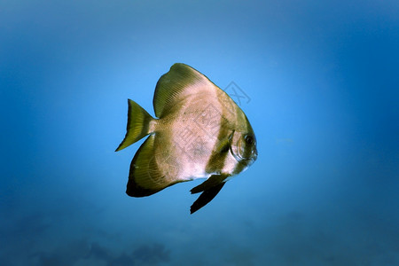 红海中常见的鱼艺术蓝海中的蝙蝠鱼幻想深设计图片