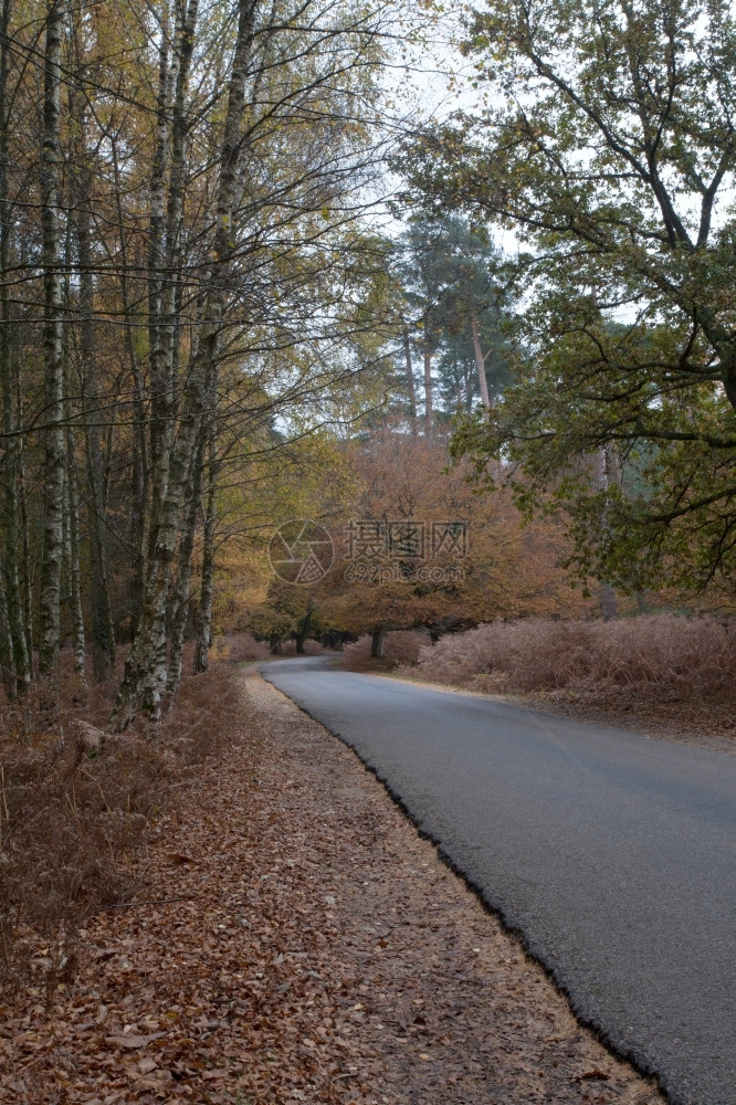 秋季的树林山景图片