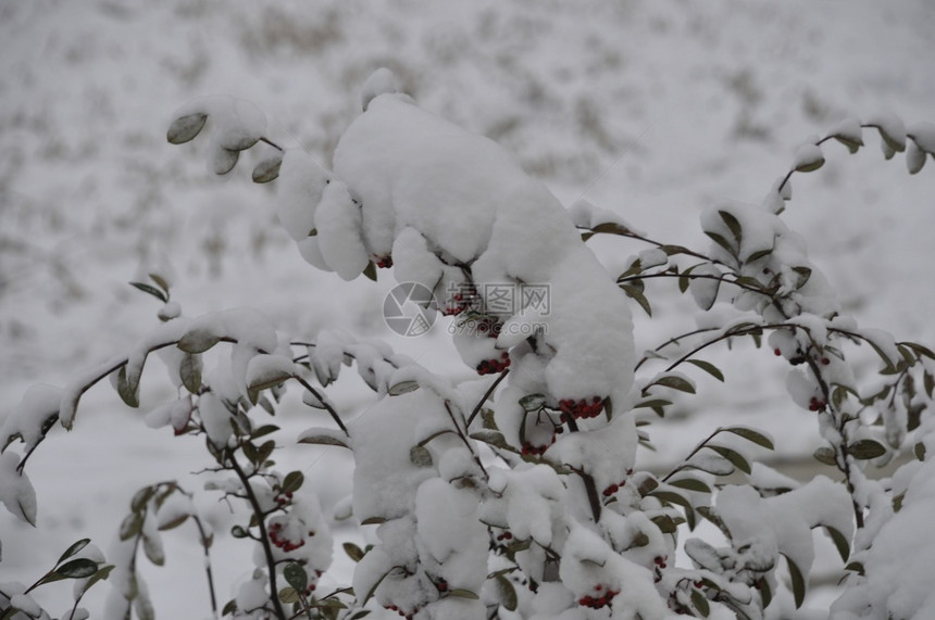 蓝色的满是积雪树枝植物天气图片