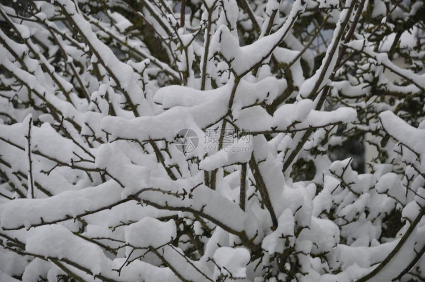 满是积雪的树枝分支一种覆盖图片