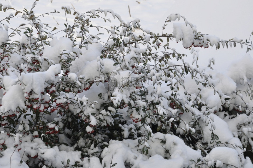 满是积雪的树枝天气白色冬图片