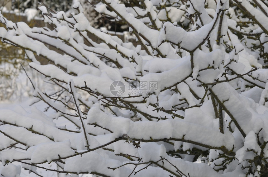 冷冻清除下雪满是积的树枝图片