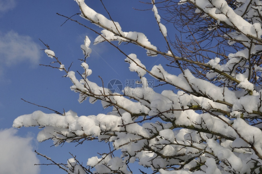 环境植物满是积雪的树枝磨砂图片