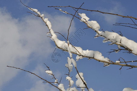 户外季节温度满是积雪的树枝图片