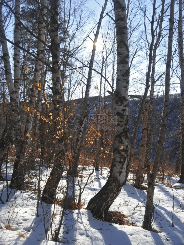 户外生长森林白猪排和清晨冬季木柴图片