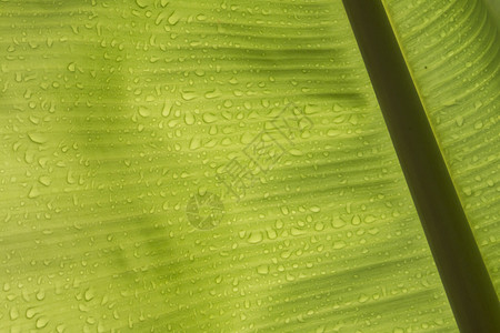 叶子生长环境香蕉叶质料加上水滴图片