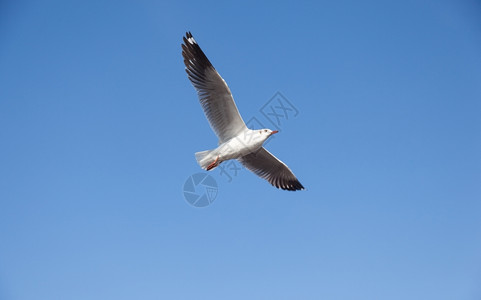 移民鸟翅膀海鸥在天空中飞翔海鸥饲料和迁徙图片