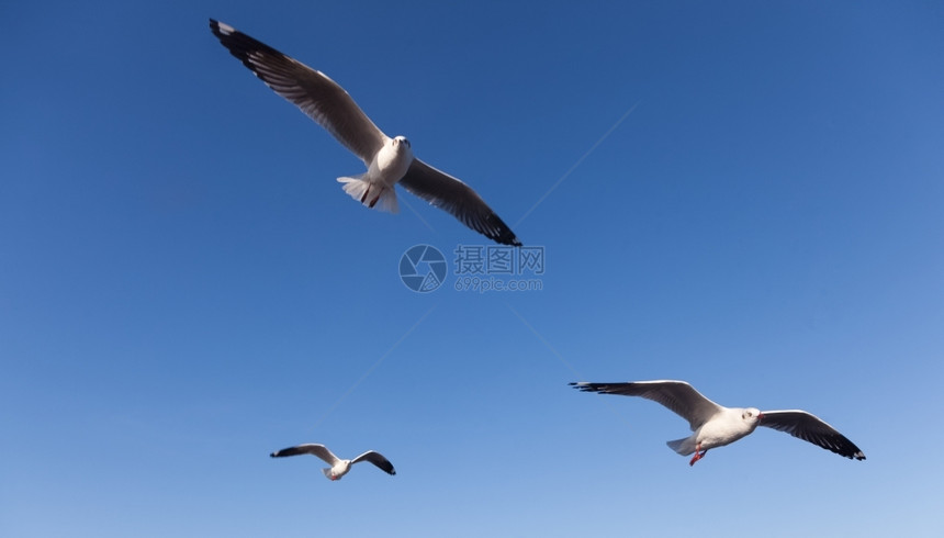 翅膀海鸥在天空中飞翔海鸥饲料和迁徙觅食蓝色的图片