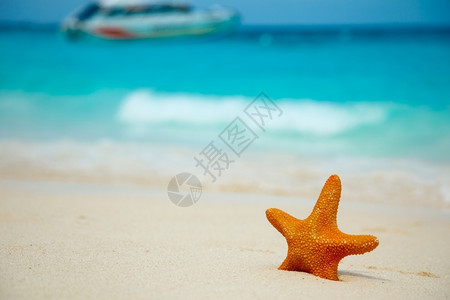 夏天冲浪泰国西米兰群岛海浪滨星鱼旅游背景图片