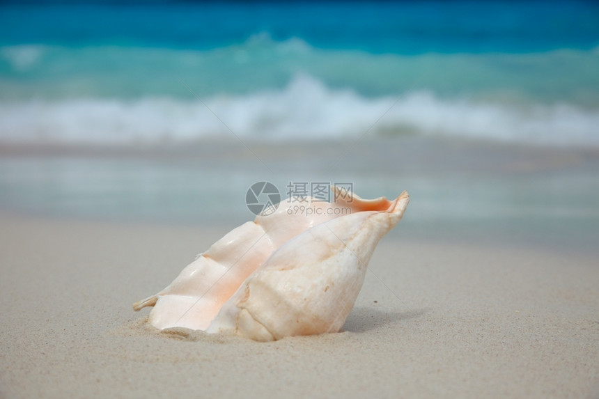 海滩生活贝壳泰国西米兰群岛海洋冲浪滨壳图片