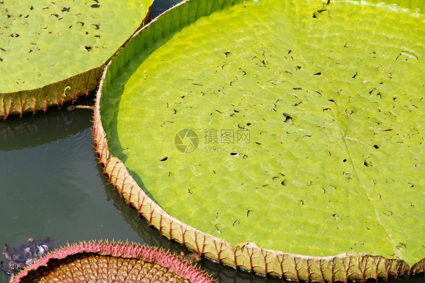 植物皇家水轮漂浮绿图片