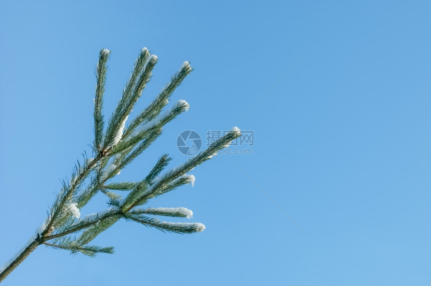 圣诞节下雪解冻覆盖了松树针与蓝色的天空相对图片